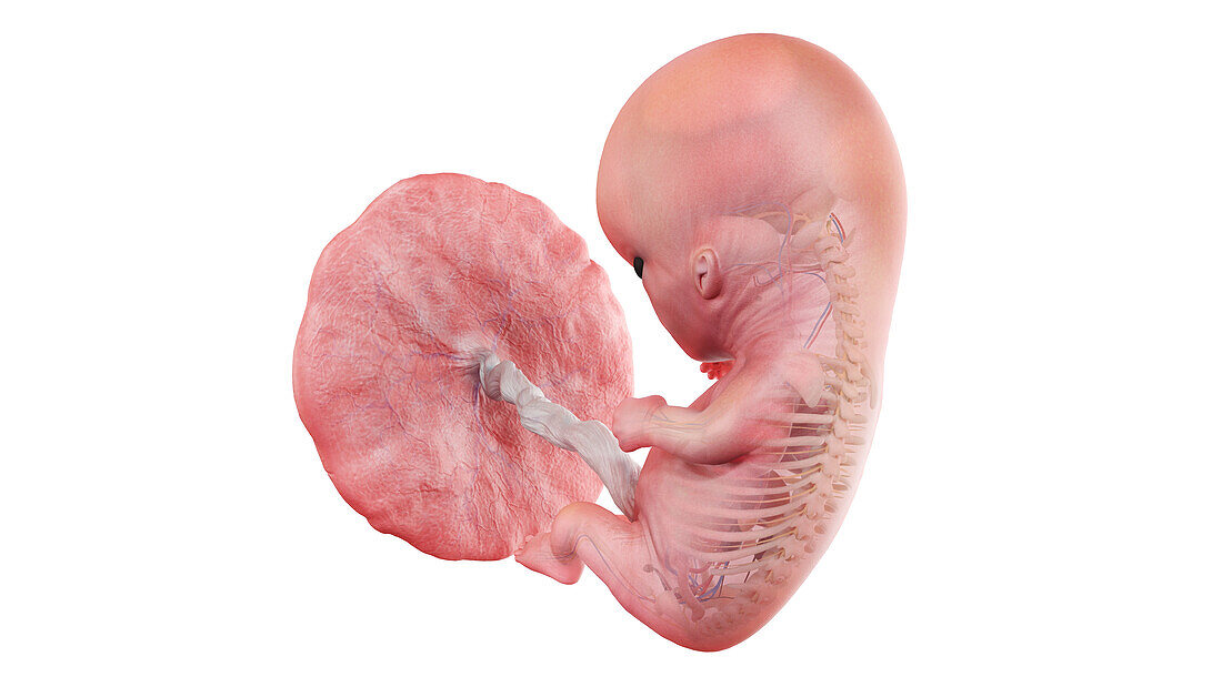 Human foetus anatomy at week 10, illustration