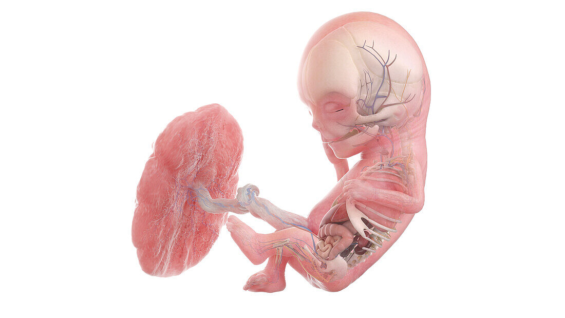 Human foetus anatomy at week 12, illustration