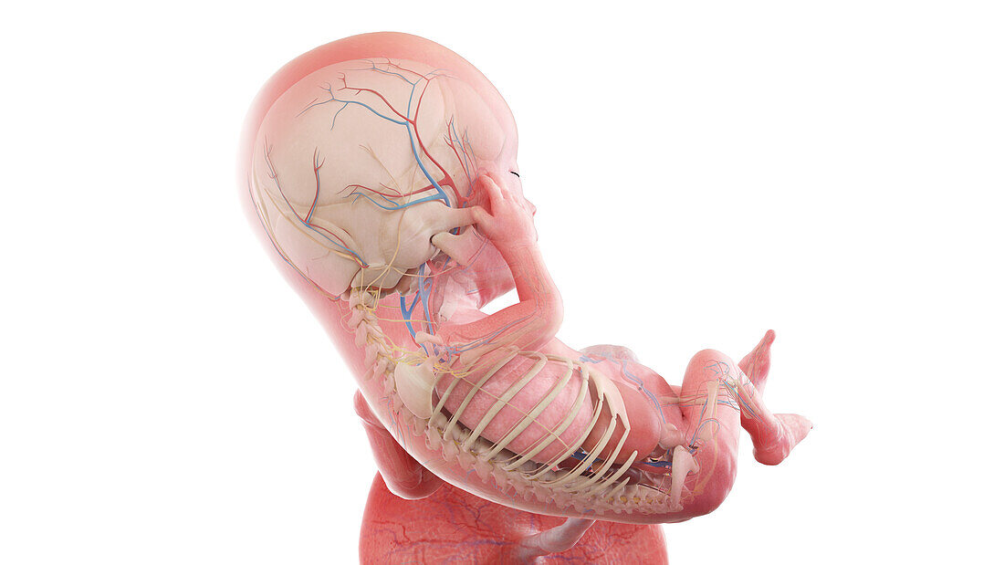 Human foetus anatomy at week 13, illustration