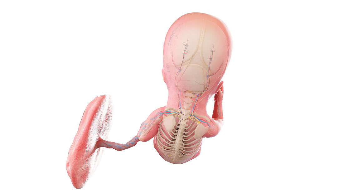 Human foetus anatomy at week 13, illustration