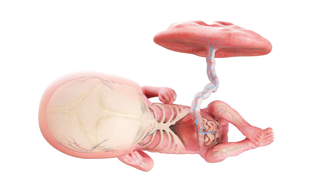 Human foetus anatomy at week 13, illustration
