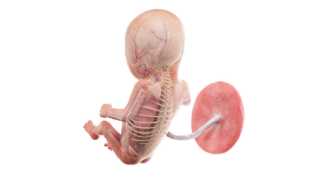 Human foetus anatomy- week 14, illustration