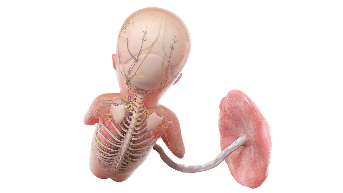Human foetus anatomy at week 15, illustration