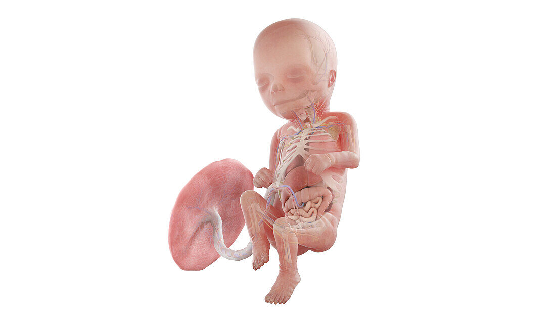 Human foetus anatomy at week 16, illustration