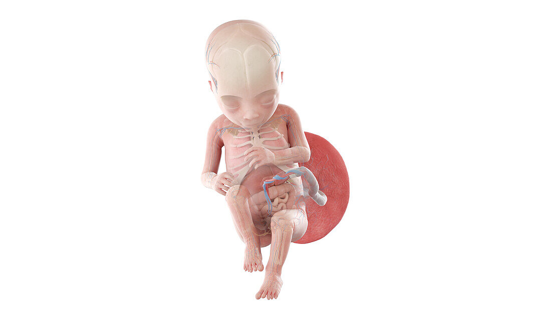 Human foetus anatomy at week 17, illustration