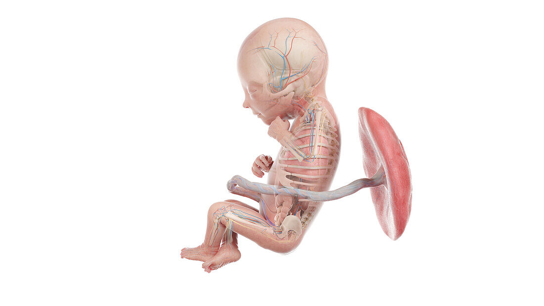 Human foetus anatomy at week 18, illustration