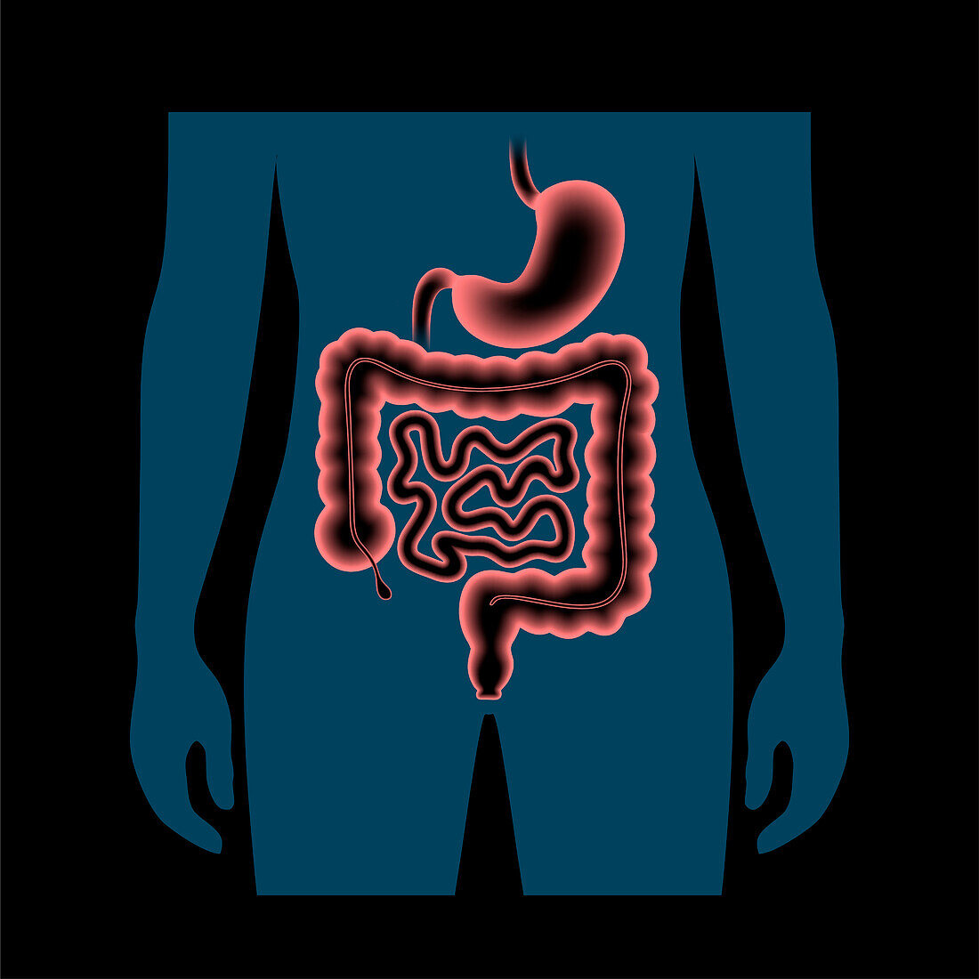 Digestive tract, illustration