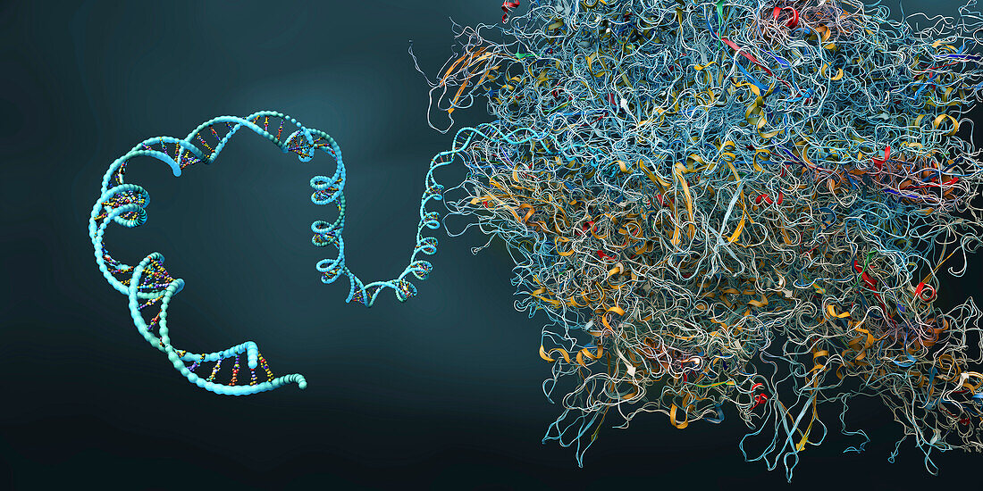 Ribosome, illustration