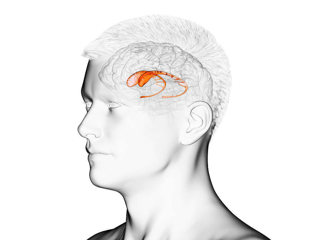 Caudate nucleus, illustration