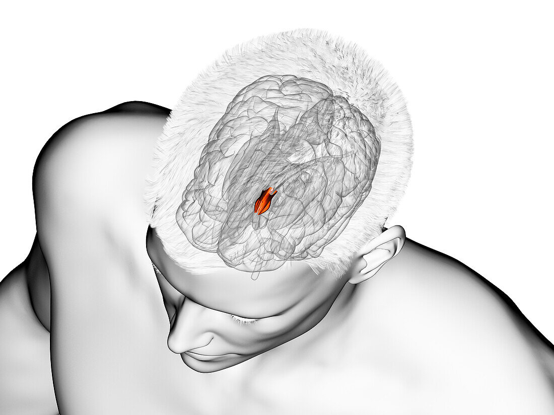 Hypothalamus, illustration