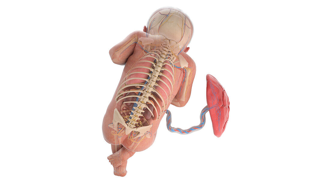 Human foetus anatomy at week 32, illustration