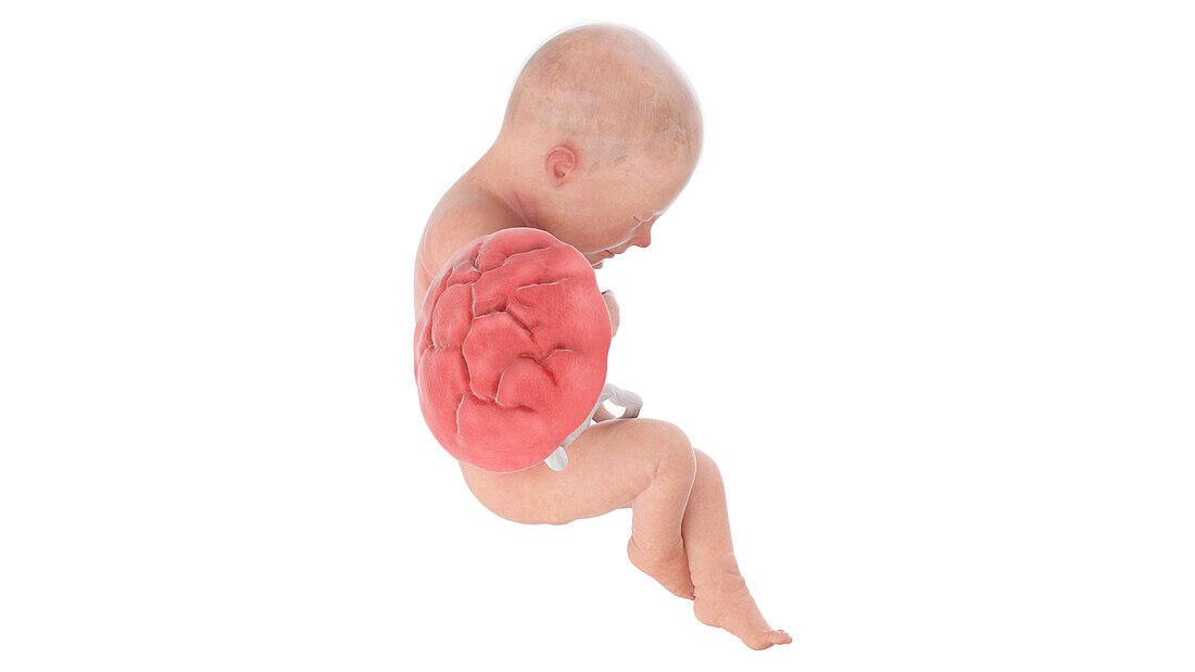 Human foetus at week 32, illustration