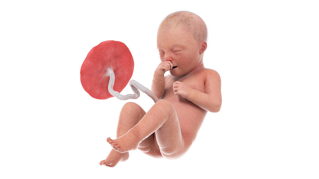 Human foetus at week 34, illustration