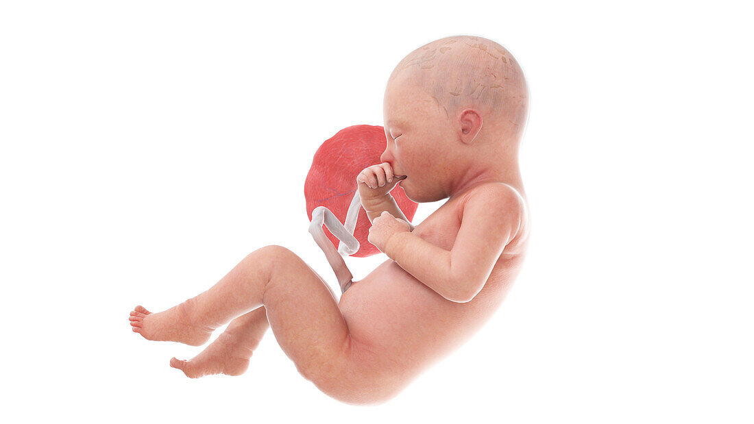 Human foetus at week 34, illustration