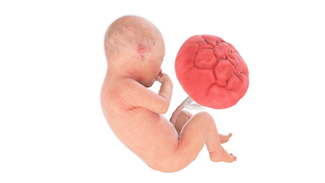 Human foetus at week 34, illustration