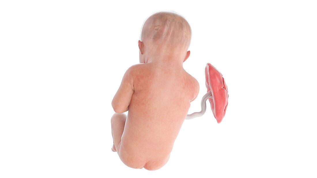 Human foetus at week 34, illustration