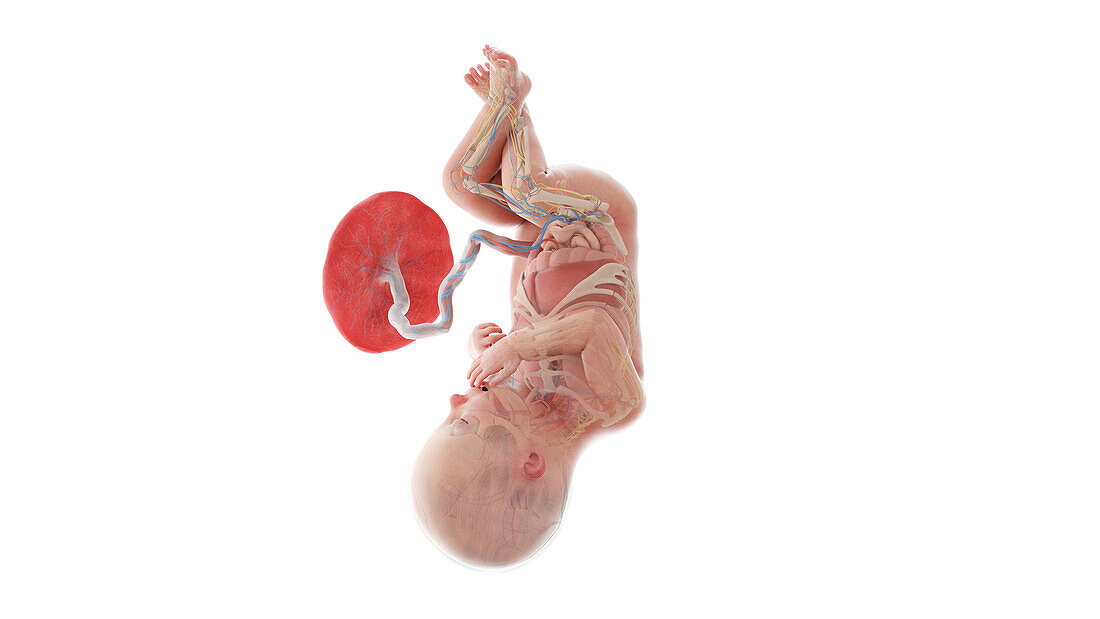Human foetus anatomy at week 36, illustration