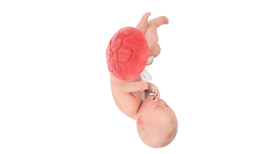 Human foetus at week 36, illustration