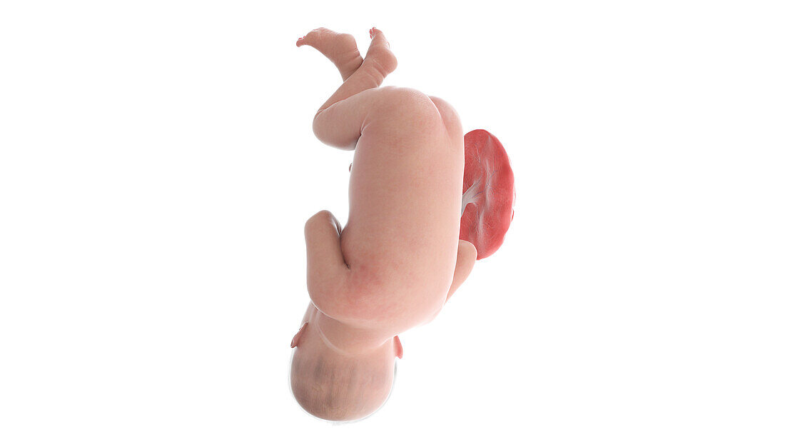 Human foetus at week 36, illustration