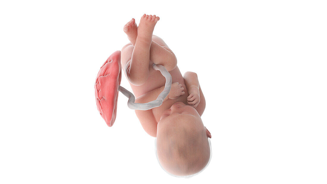 Human foetus at week 37, illustration