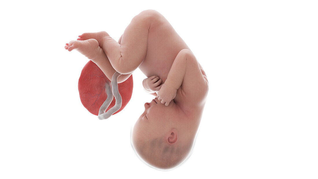 Human foetus at week 37, illustration