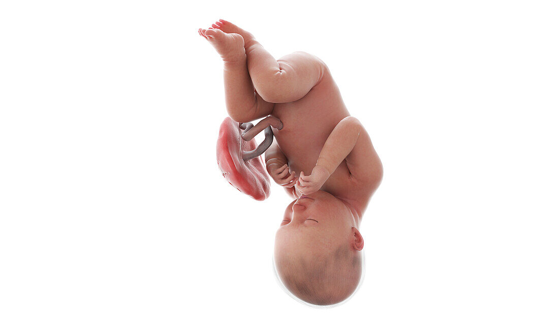 Human foetus at week 38, illustration