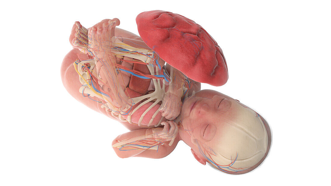 Human foetus anatomy at week 40, illustration