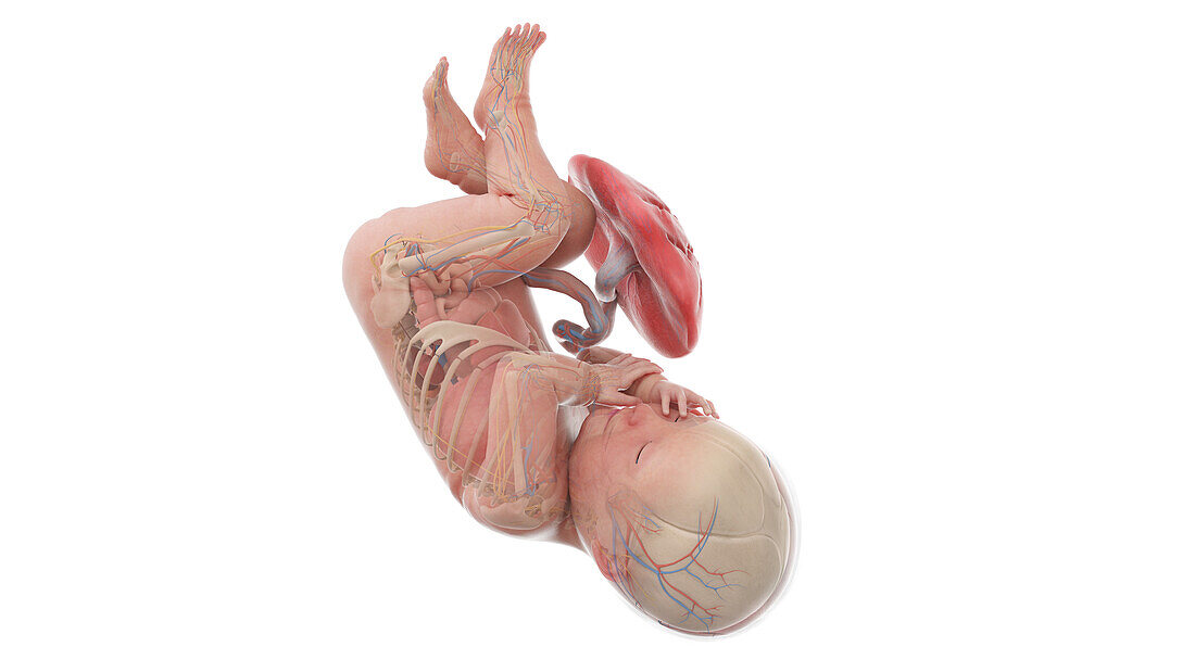 Human foetus anatomy at week 41, illustration