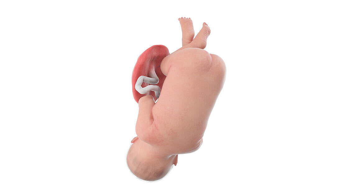 Human foetus at week 41, illustration