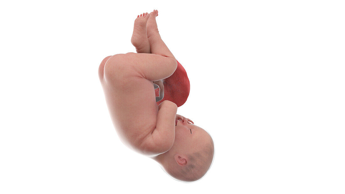 Human foetus at week 41, illustration