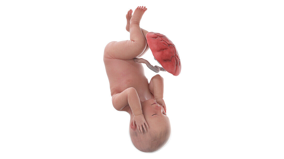 Human foetus at week 42, illustration