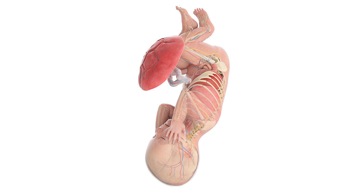 Human foetus anatomy at week 42, illustration