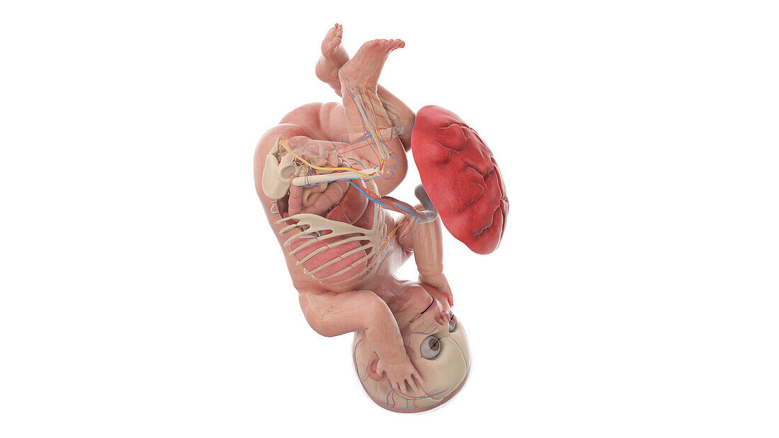 Human foetus anatomy at week 42, illustration