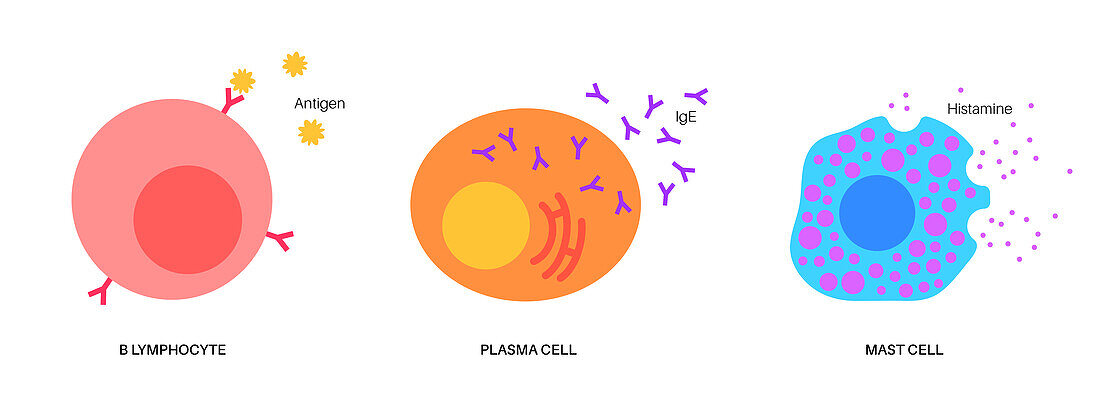Lymphocyte basophil and mast cell, illustration