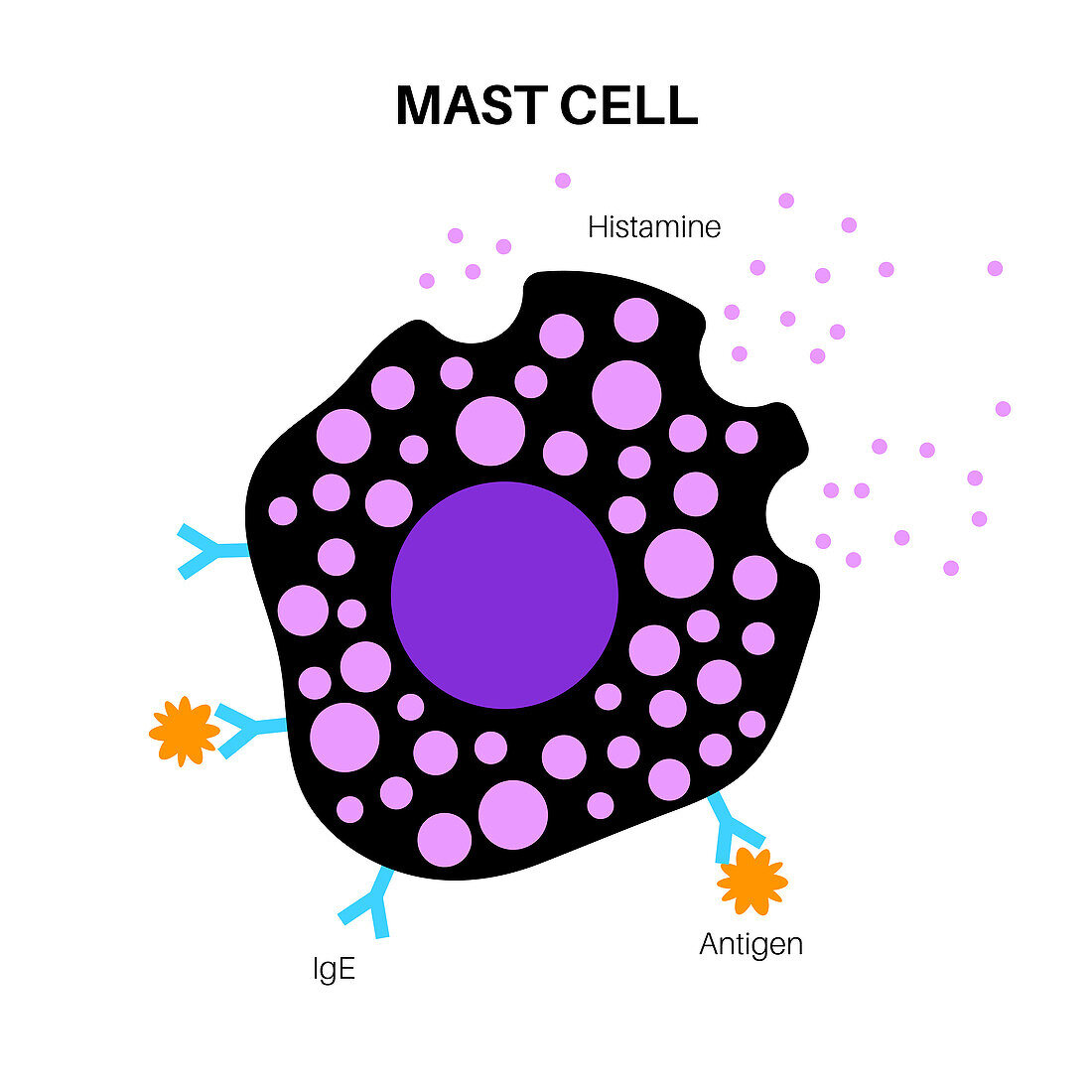 Mast cell, illustration