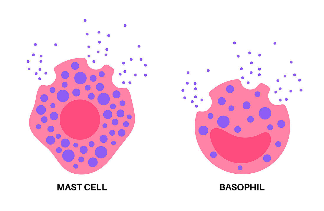 Basophil and mast cell, illustration
