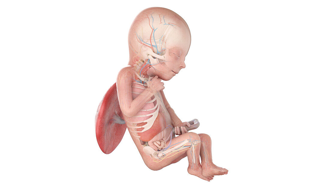 Human foetus anatomy at week 19, illustration
