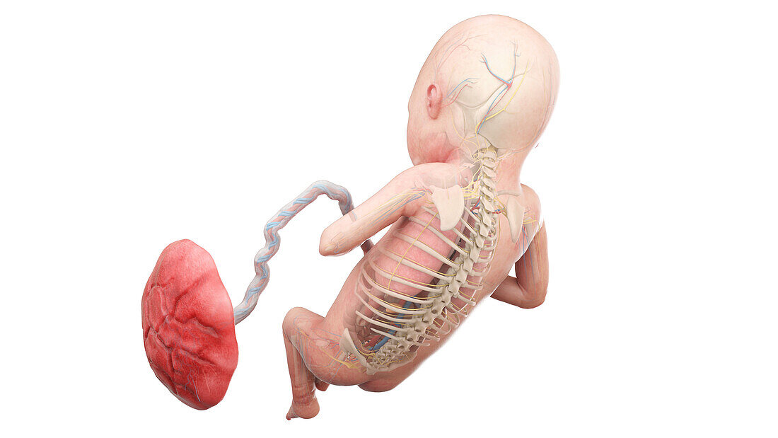 Human foetus anatomy at week 21, illustration