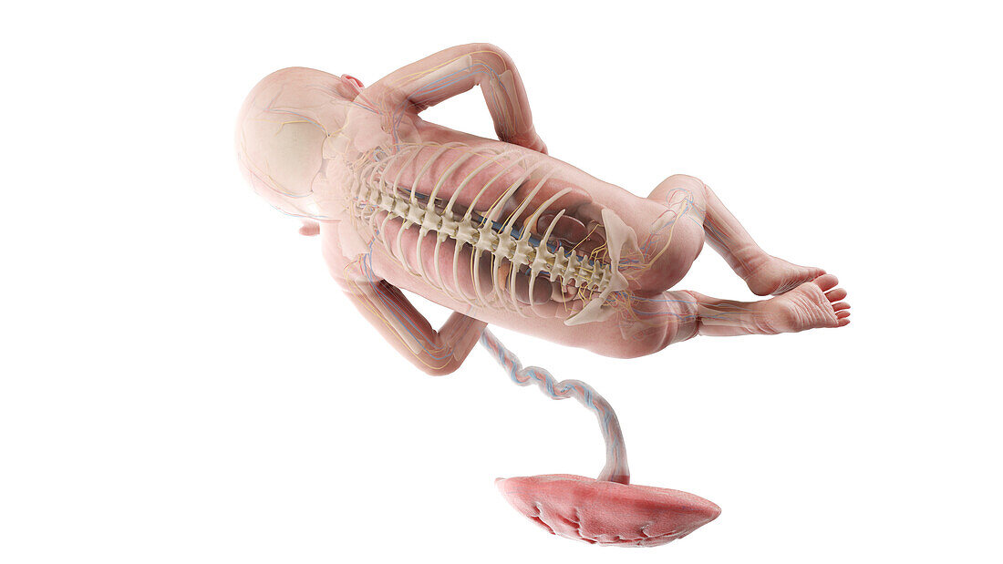 Human foetus anatomy at week 21, illustration