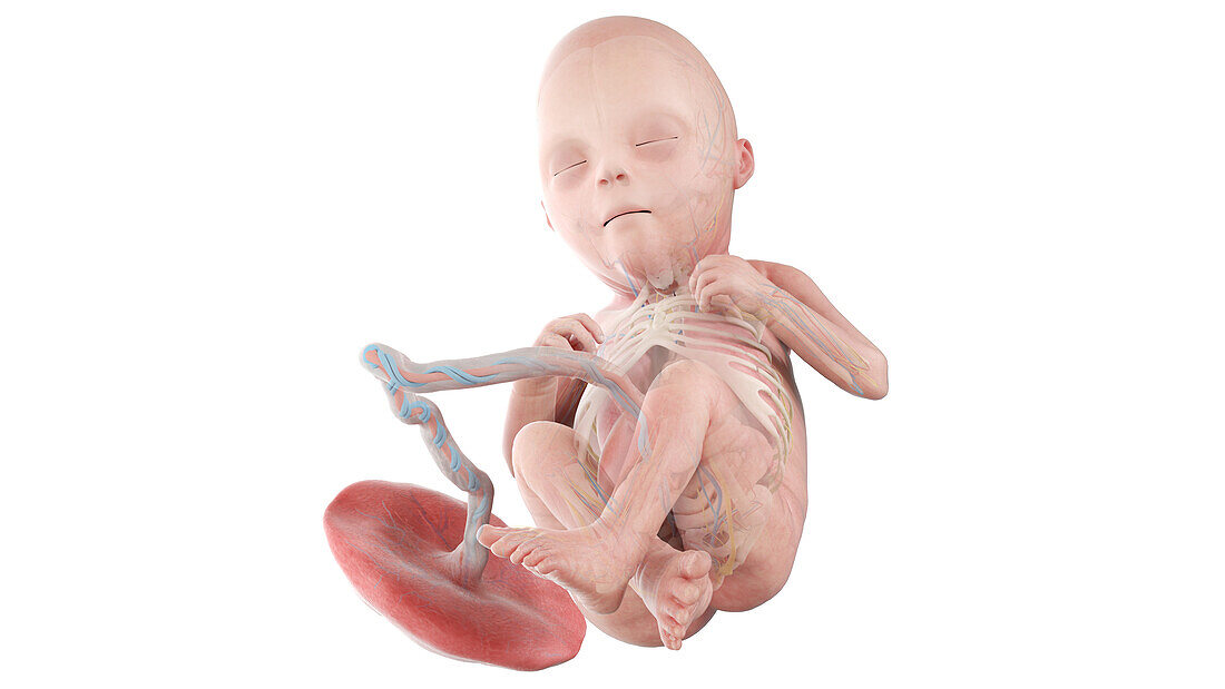 Human foetus anatomy at week 22, illustration