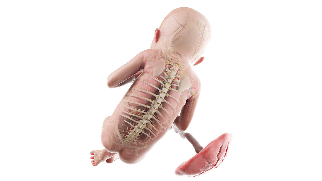 Human foetus anatomy at week 22, illustration