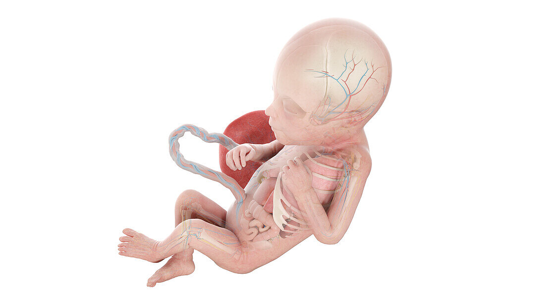 Human foetus anatomy at week 22, illustration