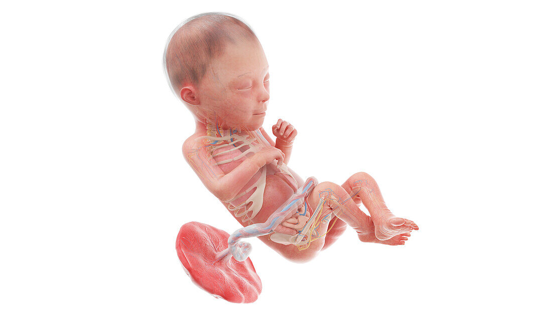 Human foetus anatomy at week 23, illustration
