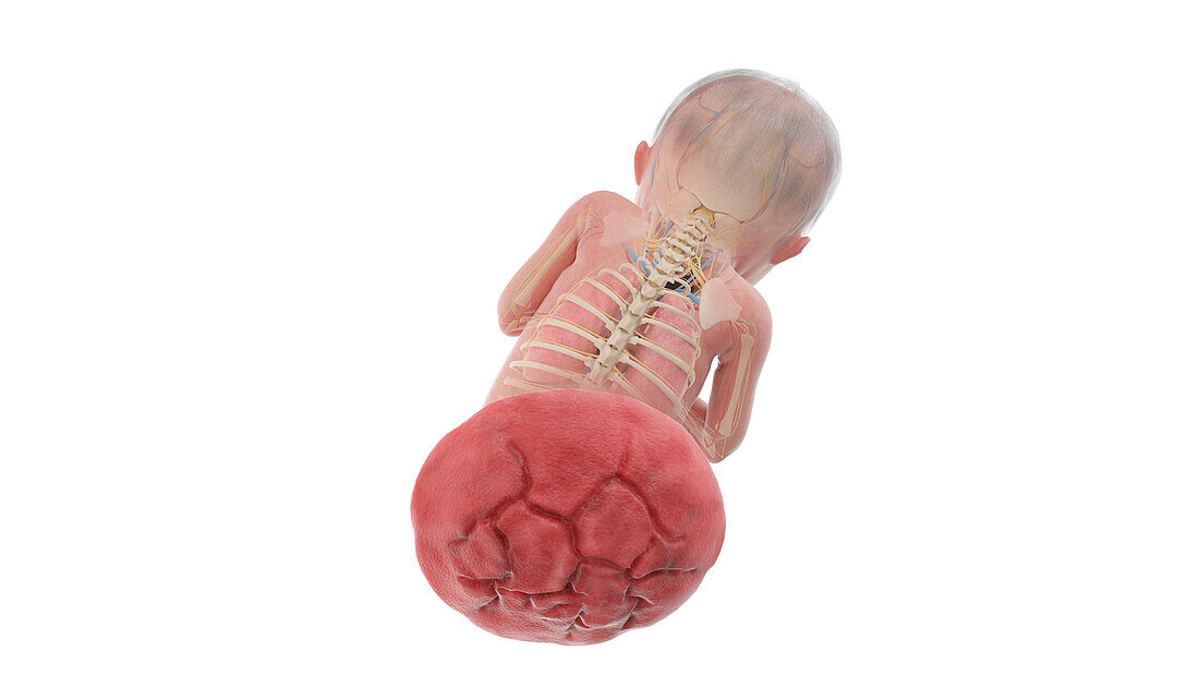 Human foetus anatomy at week 23, illustration