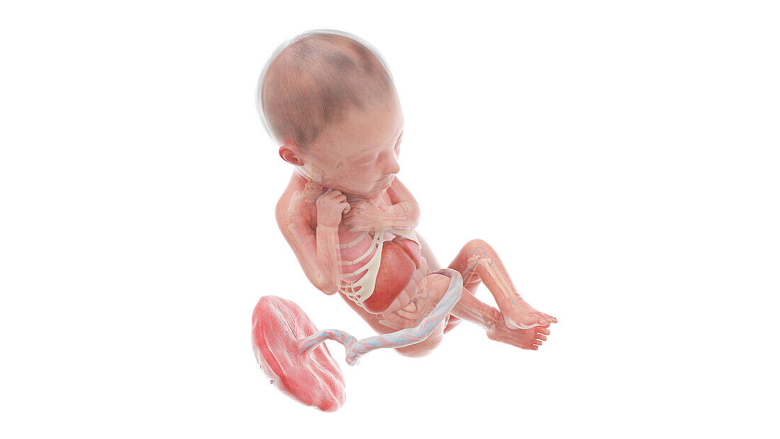 Human foetus anatomy at week 24, illustration