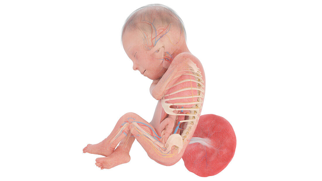 Human foetus anatomy at week 24, illustration