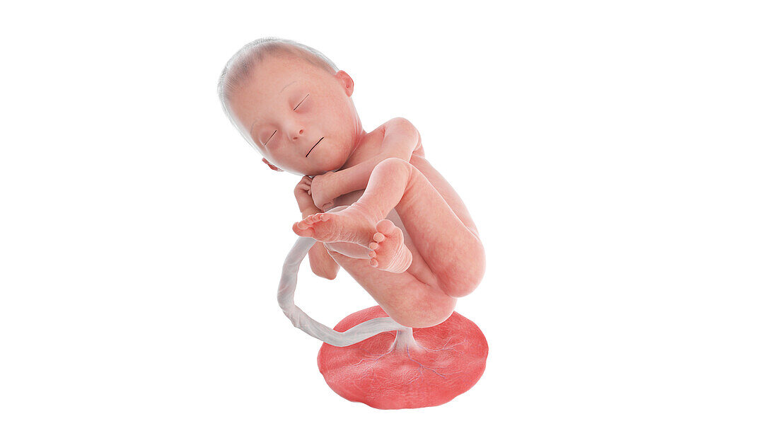 Human foetus at week 24, illustration