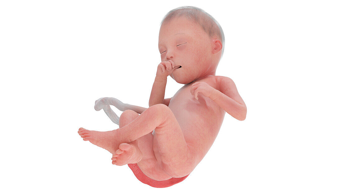 Human foetus at week 25, illustration