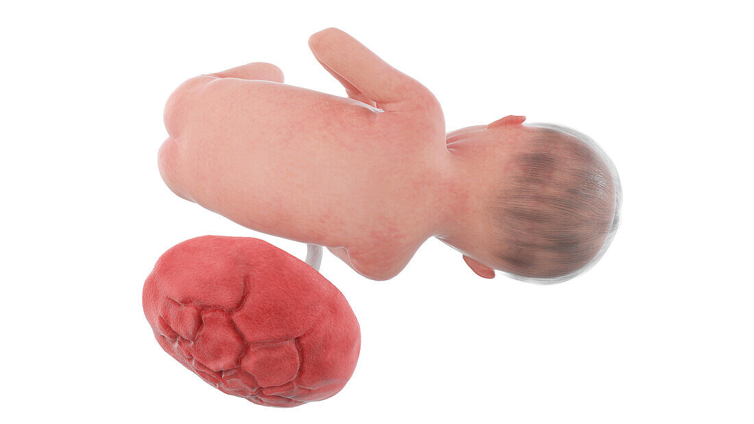 Human foetus at week 25, illustration