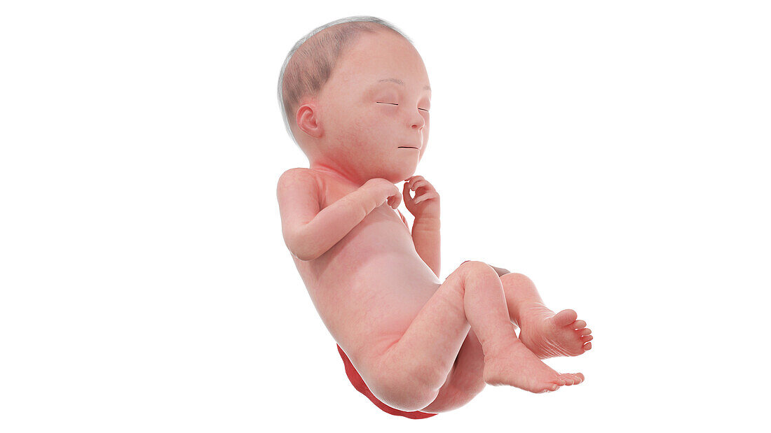 Human foetus at week 26, illustration